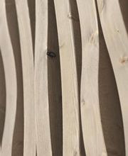 David Wood SASU image 8