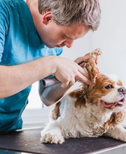 CONSULTORIO VETERINARIO MORANO imagen 9