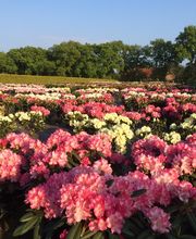 Baumschulen Eilers GbR Bild 2