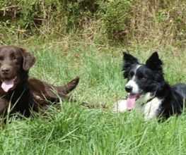 Chiens Zen image 7