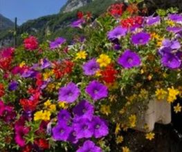 Blumen Hirt Bild 3