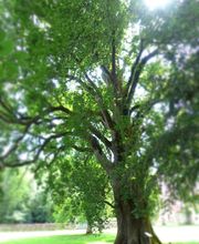 Abbaye de l'Escaladieu image 14