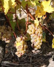 Maison Peltier image 11