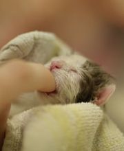 Vétérinaire des Plaines-du-Loup Bild 7