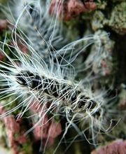 eichenprozessionsspinner-bekaempfung Schädlingsbekämpfung | BioS Schädlingsbekämpfung | München