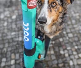 BC Tierfotografie