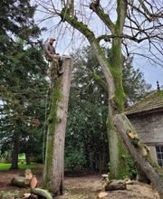 Des Racines à la Cime image 20