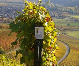 Gebr.Geiger jun. Weingut, Inh. Werner Geiger Bild 4