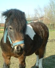 Dierenarts Meemortel De