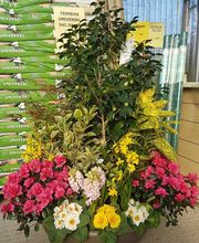 D.S.Ligneau Horticulture image 2