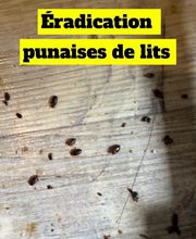 Gothon Dératisation Désinsectisation Désinfection image 3