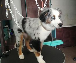 Doggy Chou image 19