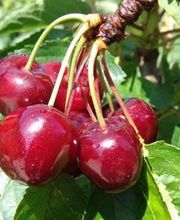 Le Temps Des Fleurs Marcigny image 2