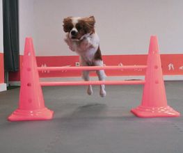 Hundezentrum Lapki Bild 10