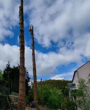Baumpflege Palm Bild 2