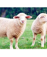 OXFORT - Nutrition Animale image 7
