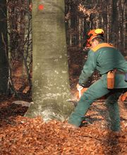 Forst- und Gartenpflege Dyck Bild 4