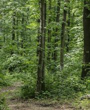 FriedWald Kamenz Bild 7