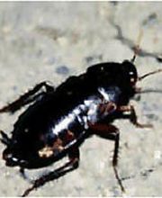 Knöchlein Kammerjäger Bild 3