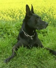 Hundeschule Buddy Bild 1