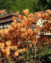 Ferienwohnungen im Haus Daheim Bild 5