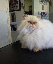 Aline Toilettage image 14