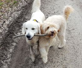 Keep Cool Dog image 19