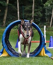 Hundeschule Amperland Ihre mobile Hundeschule bei FFB Bild 4