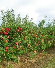 S . N Les Vergers De Muant SARL image 3