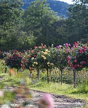 Rosiers d'Argens image 9