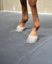 Technical Horse image 5