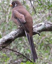 Alamo Inn B&B, Gear & Tours image 19