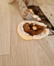 Champignon Bois Termite Isolation image 14