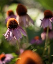 Gartenkultur Daniel Ruprecht AG Bild 6