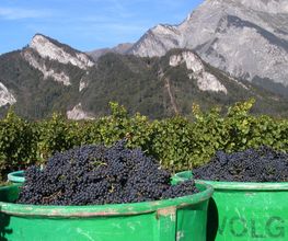 Weingut Jürg & Daniela Bild 5