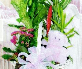 Rose Flor imagen 3