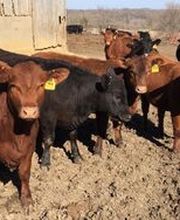 Osceola Veterinary Clinic image 1