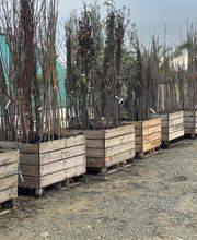 Olipalm pépiniére image 15