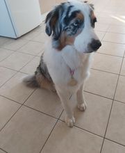 Elevage des Bois de Loge Borgne image 12