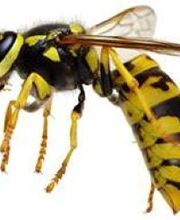 Lloyd Pest & Termite Control image 9