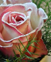 Zimmermann Flaach AG Blumen & Gartenbau Bild 9