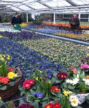 Gärtnerei Fischer KG Bild 7