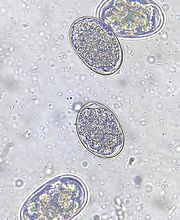 Freiburghaus, Animal Health Services Bild 6