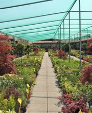 Grüner Holländer Berlin Bild 6