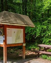 FriedWald Meroder Wald Bild 15