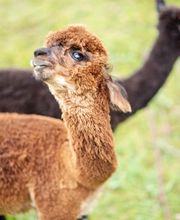 Karin Isch - inner balance coaching - und Wohlfühl-Erlebnisse mit Alpakas Bild 8