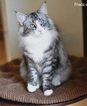 Ananda Animaux   Naturopathie Magnétisme Comportement pour Animaux Bild 15