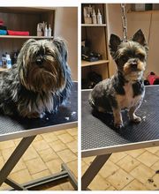 Royet Shanna Toilettage canin image 1