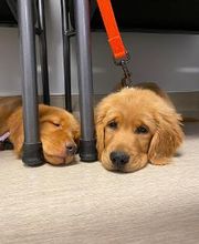 Nicholasville Road Animal Hospital image 5