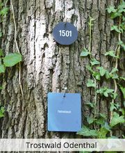 König Bestattungen Bild 16